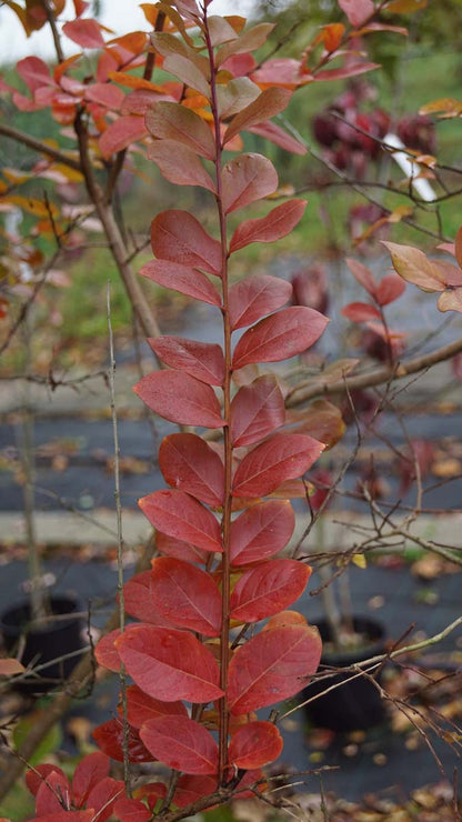 Lagerstroemia 'Lipan' op stam