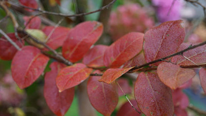 Lagerstroemia 'Lipan' op stam