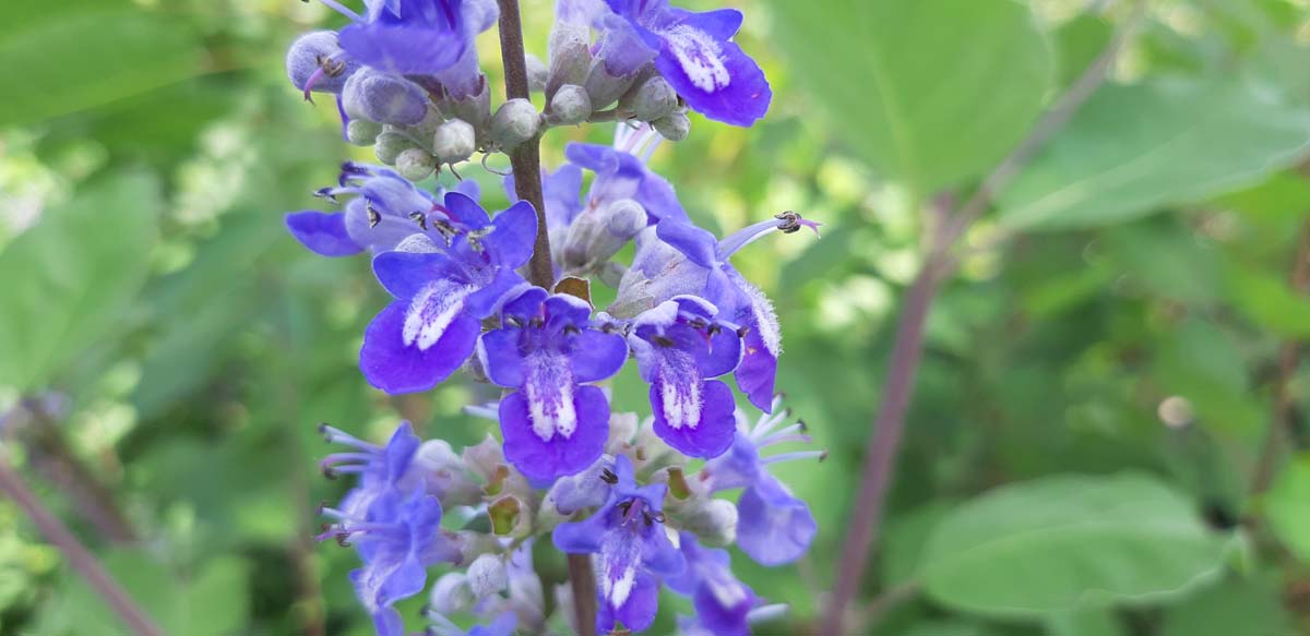 Vitex 'Daniel Searle' Tuinplanten bloem