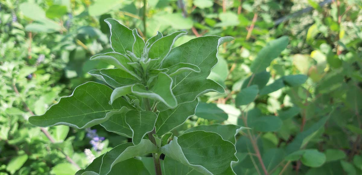 Vitex 'Daniel Searle' Tuinplanten blad