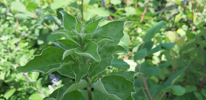 Vitex 'Daniel Searle' Tuinplanten blad