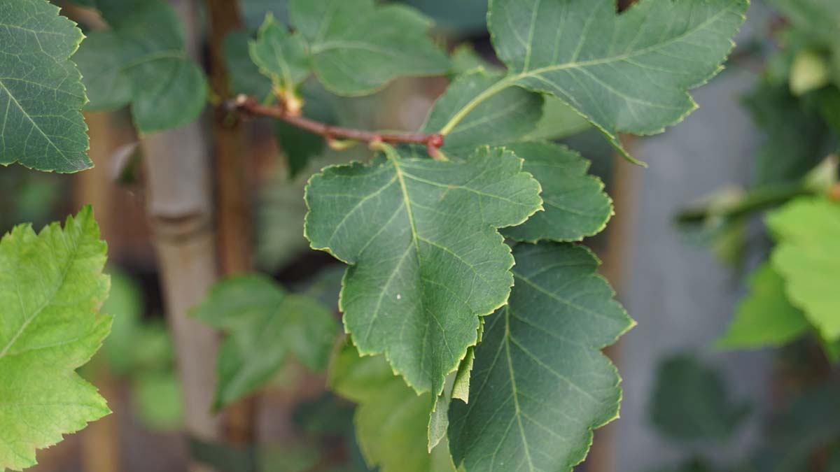 Crataegus phaenopyrum 'Brilliant Red' op stam