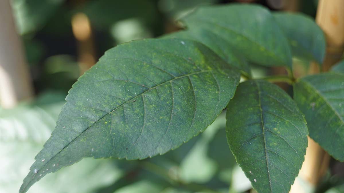 Fraxinus hupehensis op stam