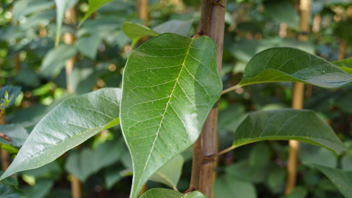 Maclura pomifera 'Oak Ridge' op stam