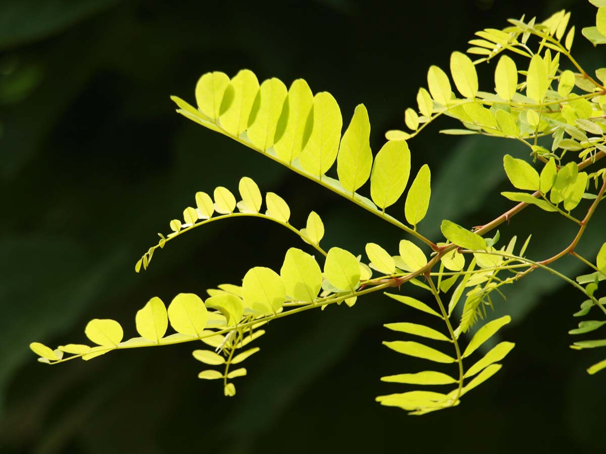 Robinia pseudoacacia 'Spierings Gold' op stam blad