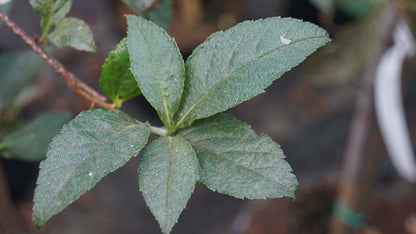 Sorbus keisslerii op stam blad