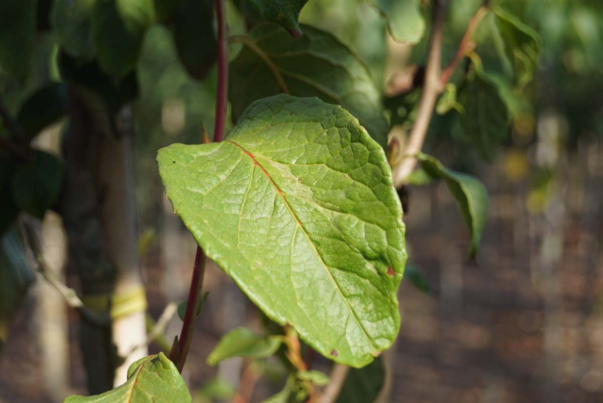 Stewartia pseudocamellia 'Red Petals' meerstammig / struik