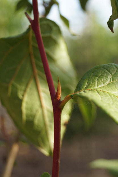 Stewartia pseudocamellia 'Red Petals' op stam