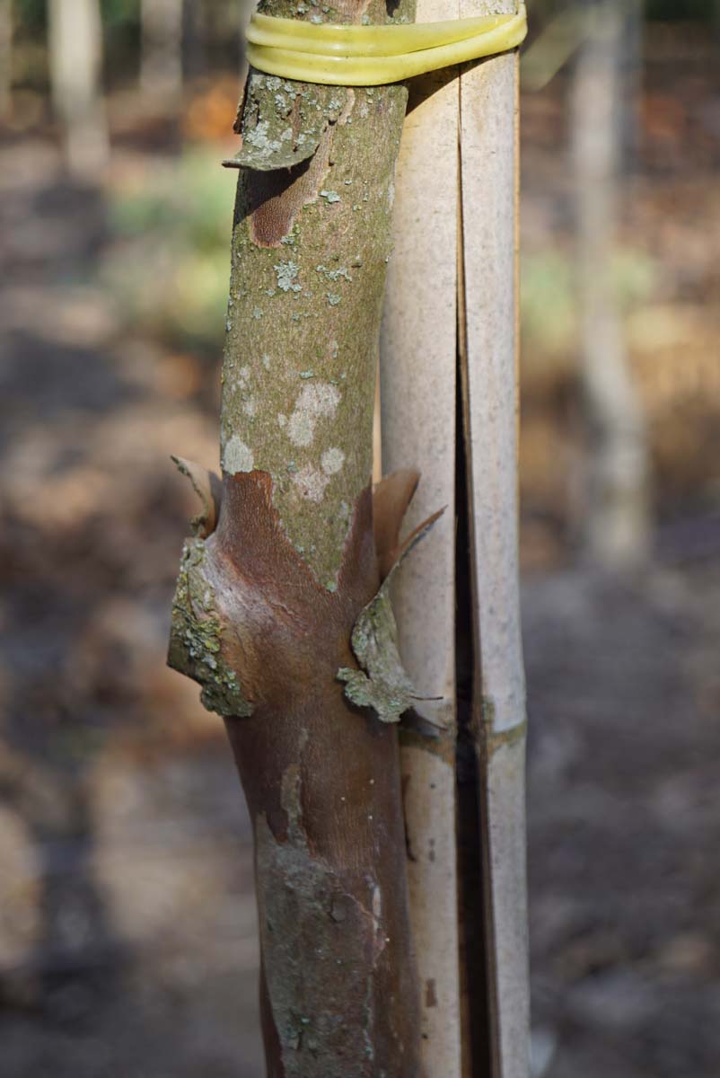 Stewartia pseudocamellia 'Red Petals' op stam