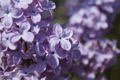 Syringa vulgaris 'Blue Skies' meerstammig / struik