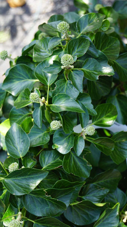 Hedera hibernica 'Arbori Compact'