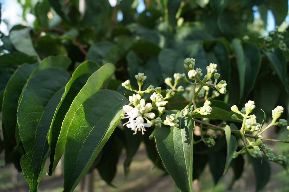 Heptacodium miconioides Tuinplanten bloem