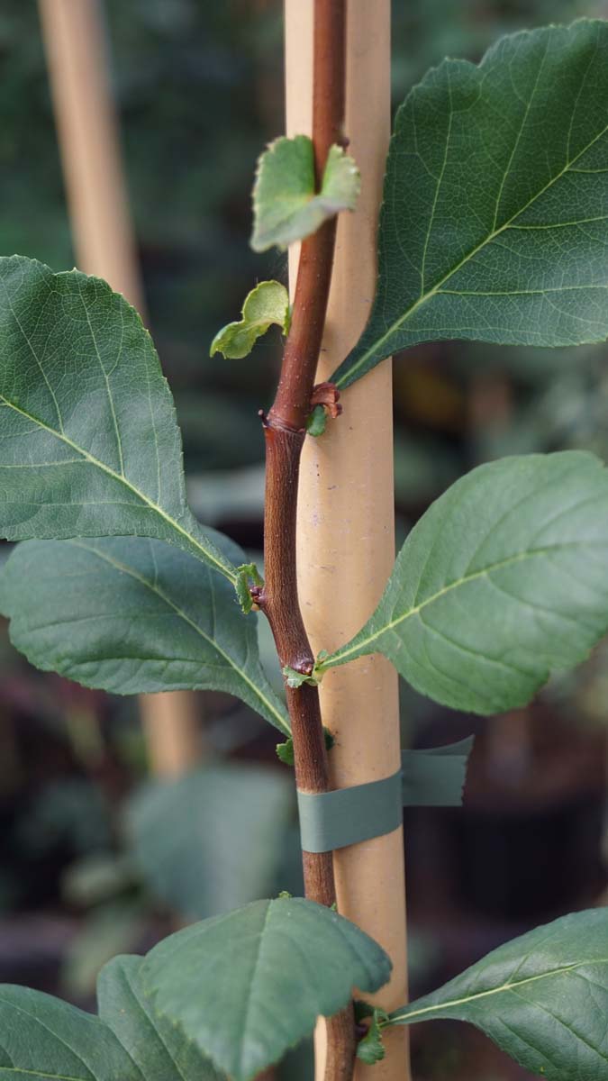 Crataegus flava op stam