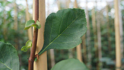 Crataegus flava op stam