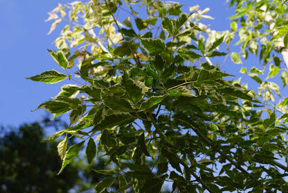 Acer negundo 'Flamingo' solitair twijg