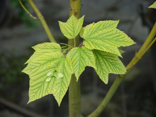 Acer davidii Tuinplanten blad