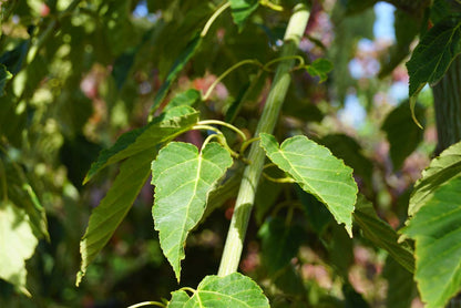 Acer davidii op stam blad