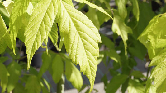 Acer negundo 'Kelly's Gold' Tuinplanten blad
