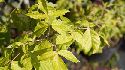 Acer negundo 'Kelly's Gold' blad