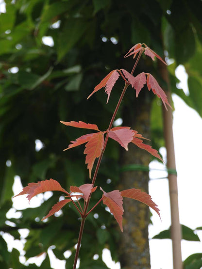 Acer henryi solitair blad
