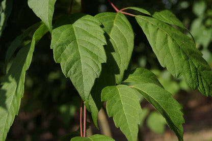 Acer henryi Tuinplanten blad