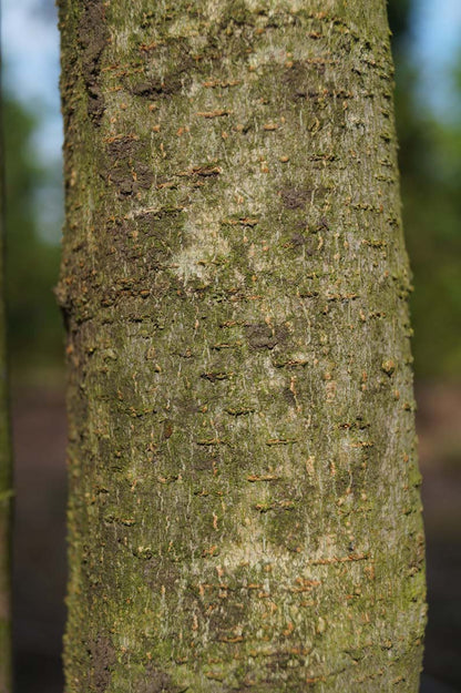 Acer henryi solitair bast