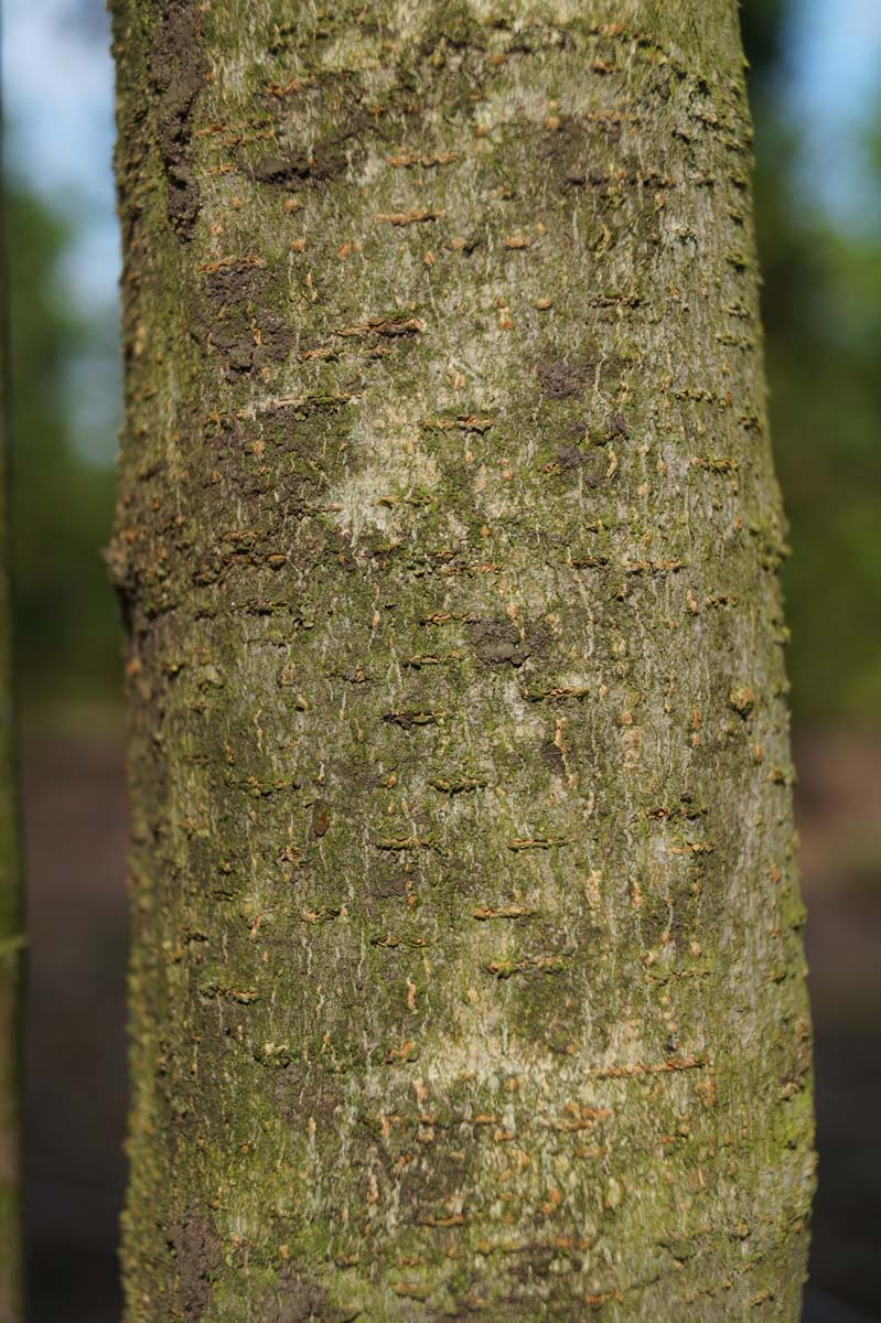 Acer henryi Tuinplanten bast