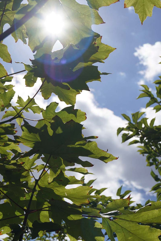 Acer macrophyllum solitair blad