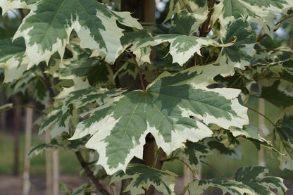 Acer platanoides 'Drummondii' solitair blad