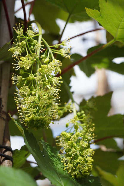 Acer pseudoplatanus 'Purpureum' Tuinplanten zaaddoos