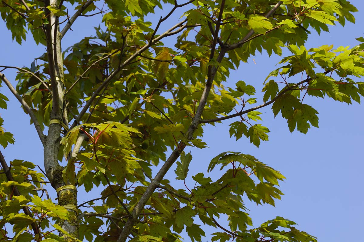 Acer pseudoplatanus 'Purpureum' Tuinplanten blad