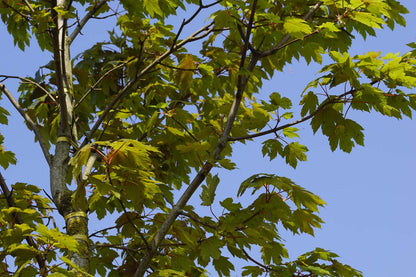 Acer pseudoplatanus 'Purpureum' Tuinplanten blad