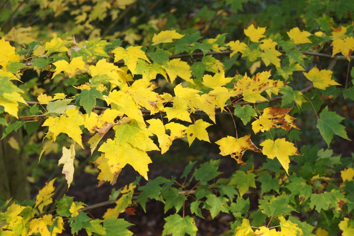 Acer rubrum solitair bladeren