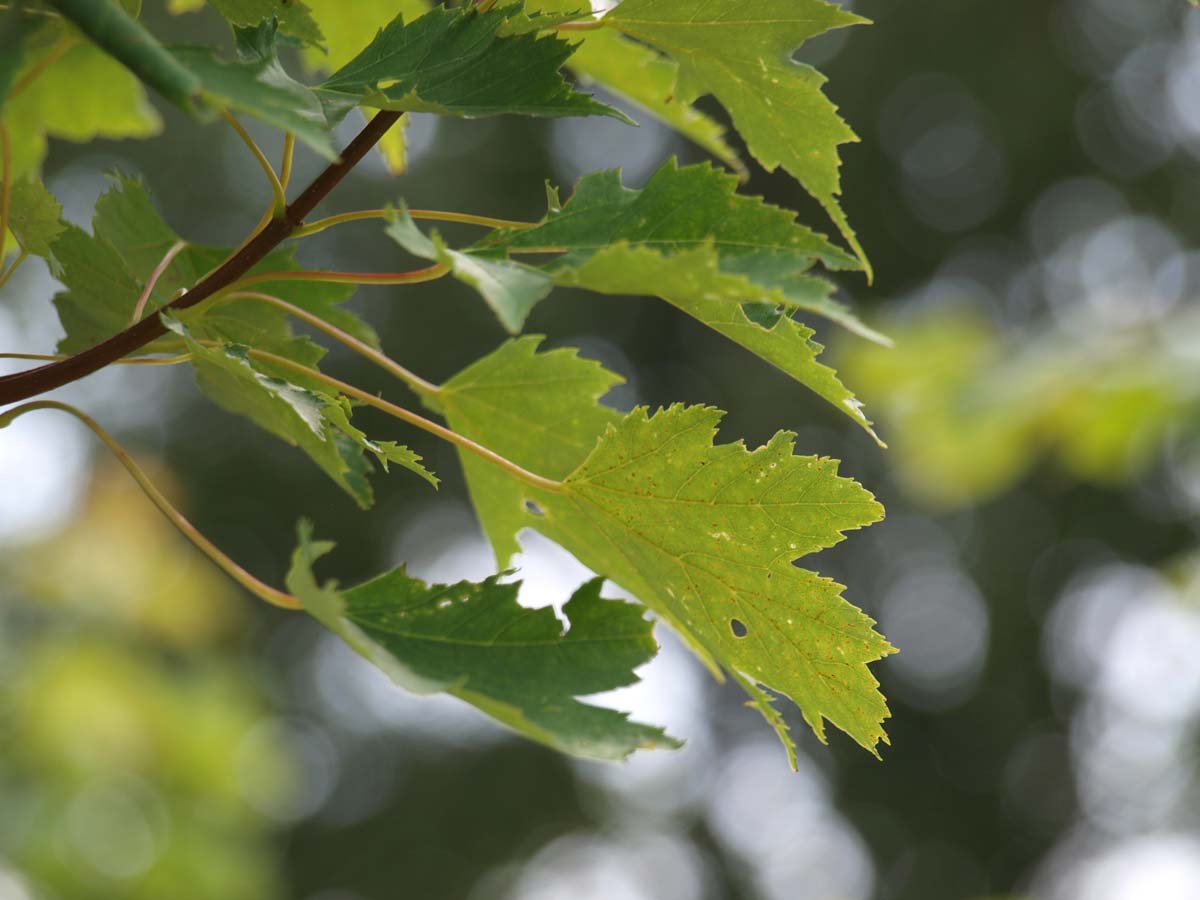 Acer rubrum 'Karpick' Tuinplanten blad