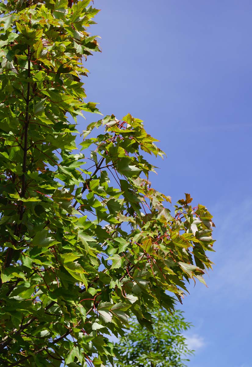 Acer rubrum 'Karpick' Tuinplanten bladeren