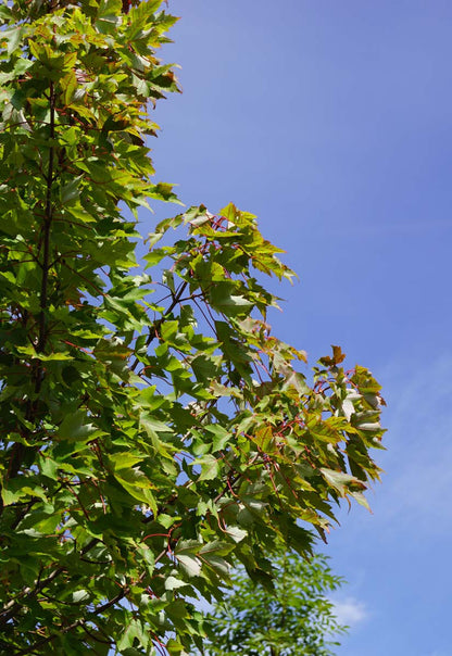 Acer rubrum 'Karpick' Tuinplanten bladeren