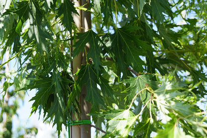 Acer saccharinum 'Born's Gracious' Tuinplanten blad