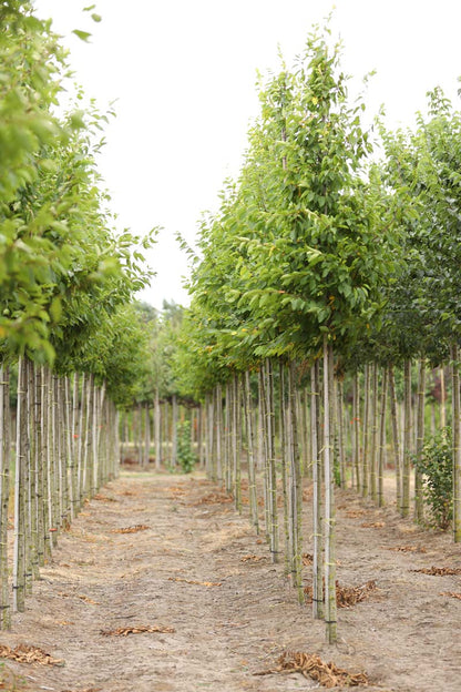 Carpinus betulus 'Frans Fontaine' op stam op stam