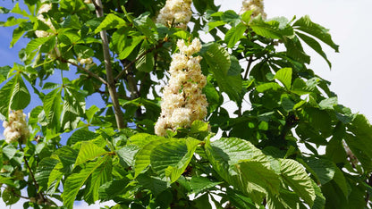 Aesculus hippocastanum 'Baumannii' solitair bloesem