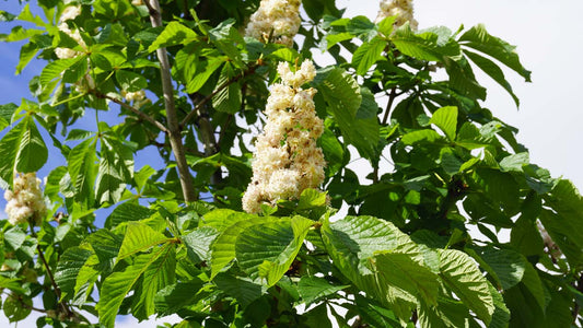 Aesculus hippocastanum 'Baumannii' solitair bloesem