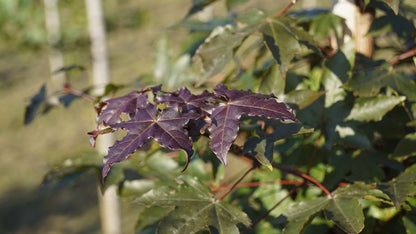 Acer zoeschense 'Annae' haagplant blad