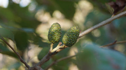 Alnus spaethii Tuinplanten kegel