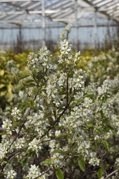 Amelanchier alnifolia 'Smoky' op stam bloesem