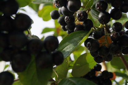 Aronia prunifolia 'Viking' solitair vrucht