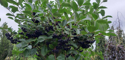 Aronia prunifolia 'Viking' solitair vrucht