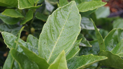 Aucuba japonica 'Rozannie' Tuinplanten