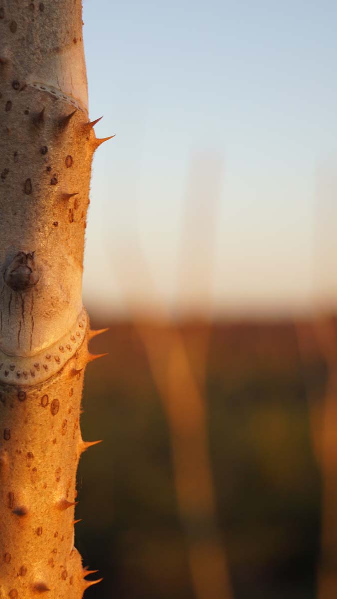 Aralia elata Tuinplanten stam