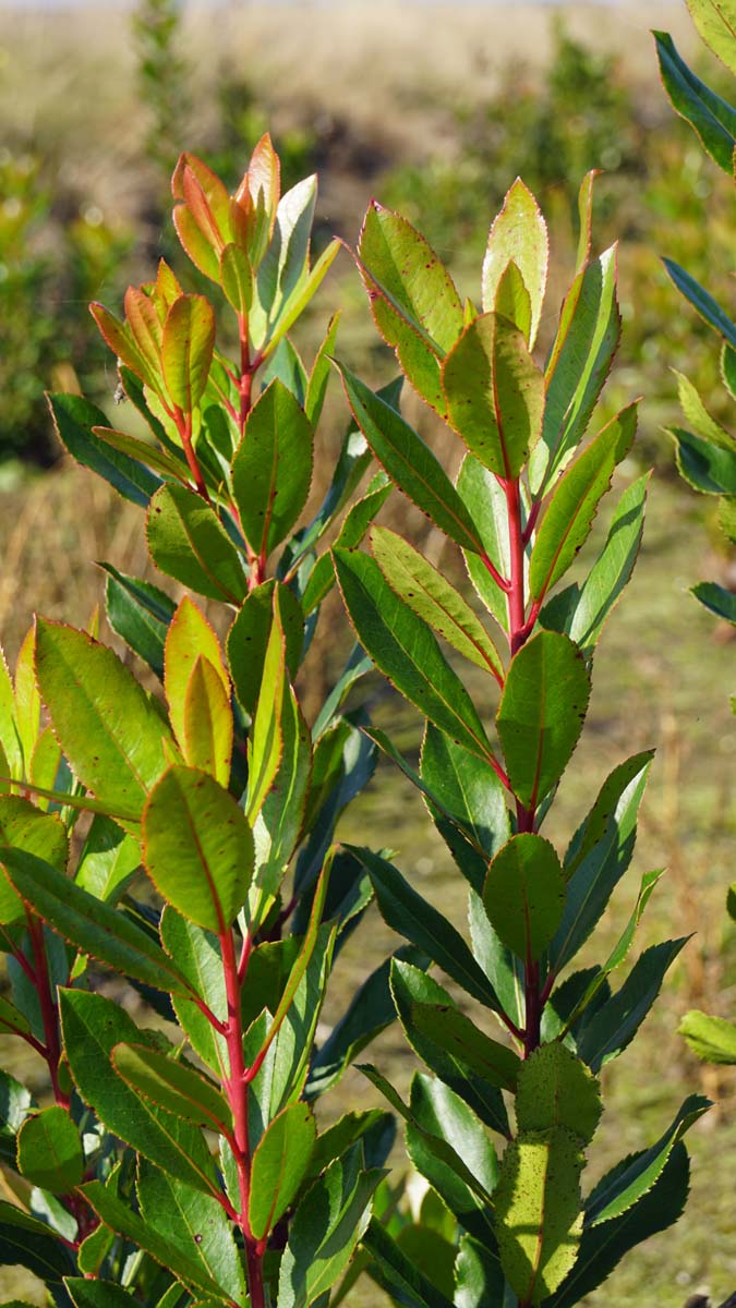 Arbutus unedo op stam blad