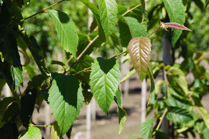 Betula alleghaniensis Tuinplanten twijg