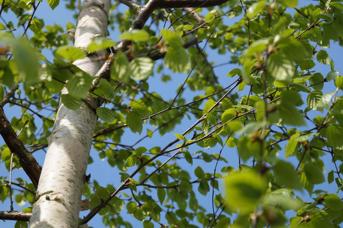 Betula ermanii 'Holland' Tuinplanten